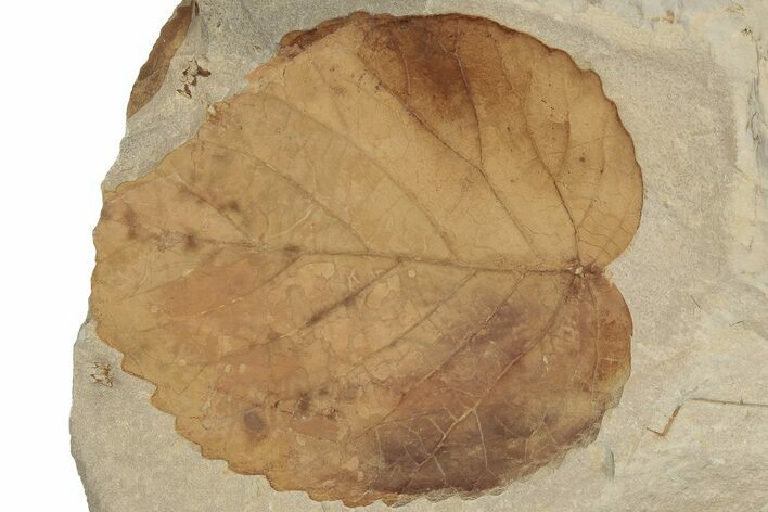 Fossil Leaf (Davidia) - Montana #188697